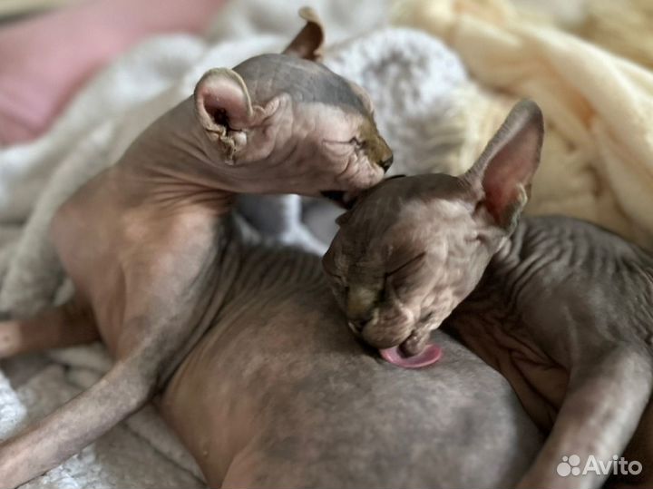 Кот для вязки