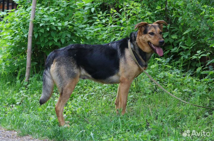 Собака Герда