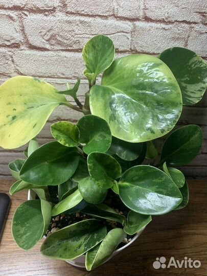 Пеперомия вариегатная