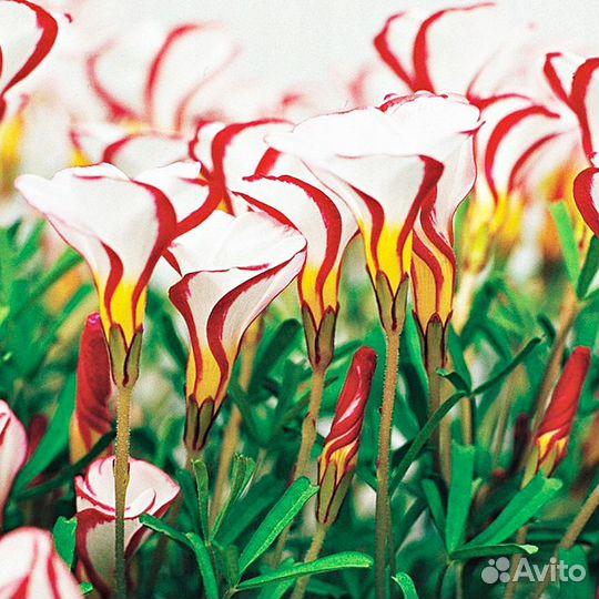 Редкие многолетники для сада