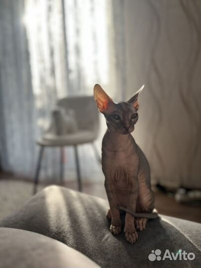 Канадский сфинкс вязка