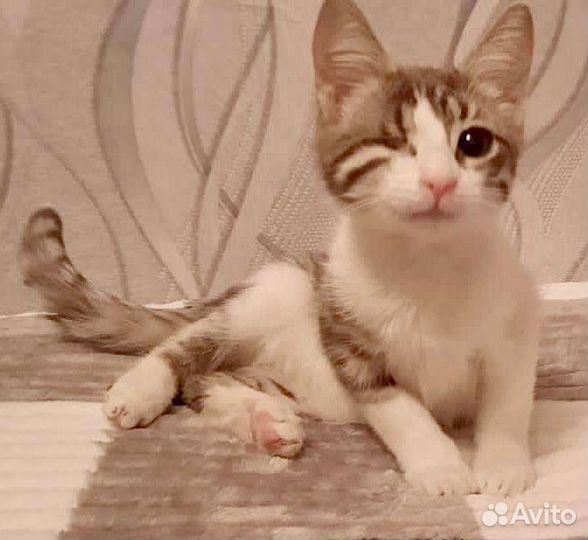 Красавица-пираточка