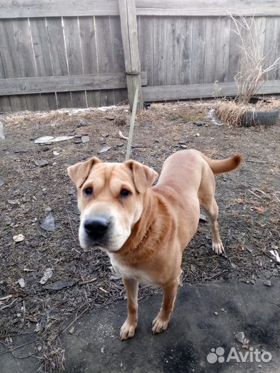 Шарпей помесь