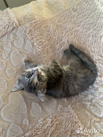 Отдам котенка в добрые руки девочка 2 месяца