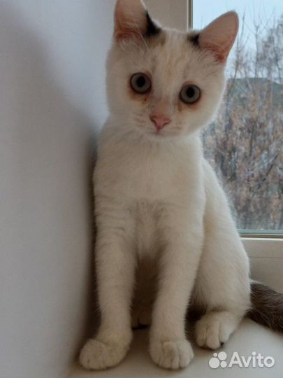Кошка