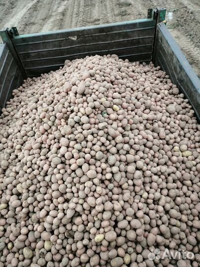 Продам картофель