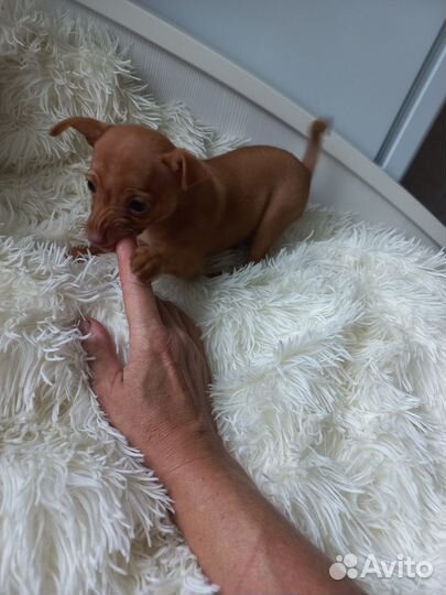 Щенки русский той-терьер короткошерстные