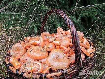 Грибы рыжики