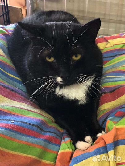 Кошечки и Котики