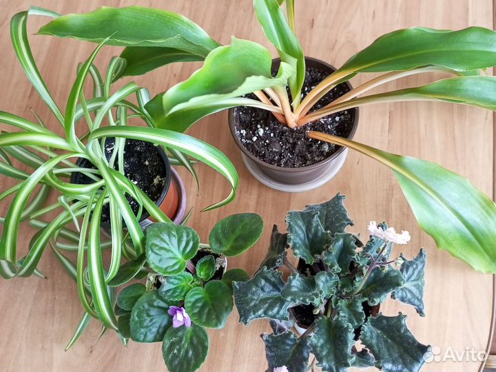 Хлорофитум