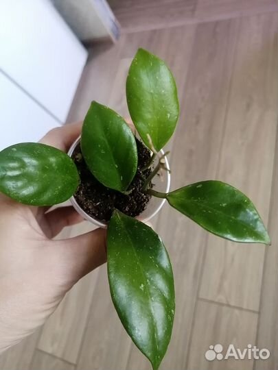 Хойя санрайз