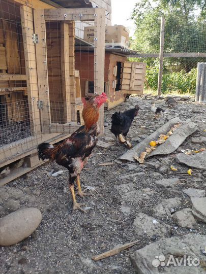 Бойцовые петухи