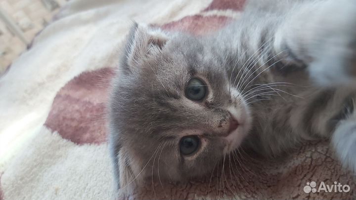 Кошка вислоухая