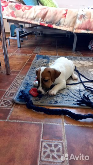 Щенки джек Рассел терьер