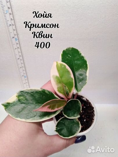 Хойя 5 Часть 12.05.24