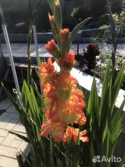 Гладиолусы луковицы