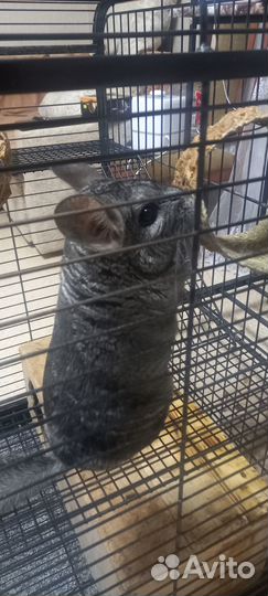 Шиншилла вместе с клеткой