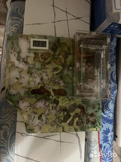 Муравьиная ферма