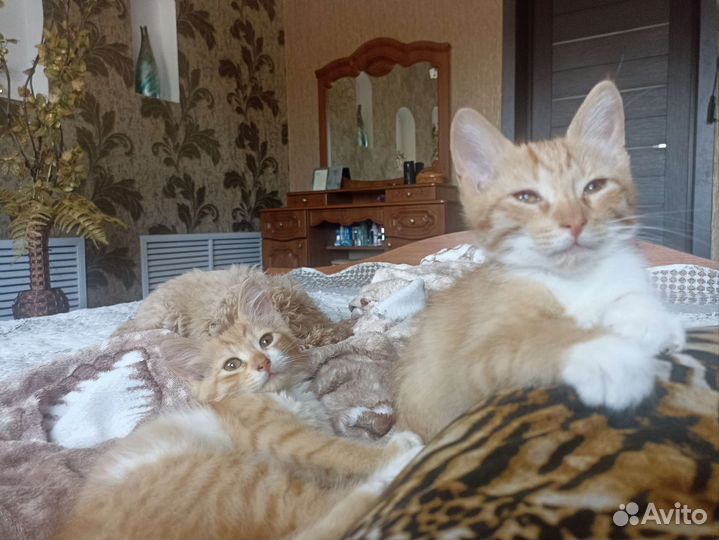 Кошечка в дар