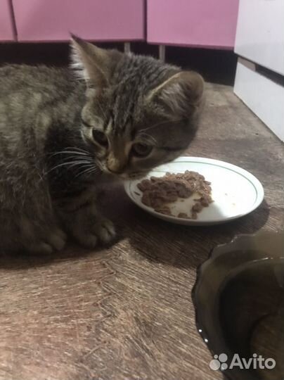 Отдам бесплатно