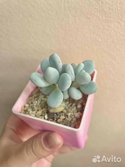 Суккуленты