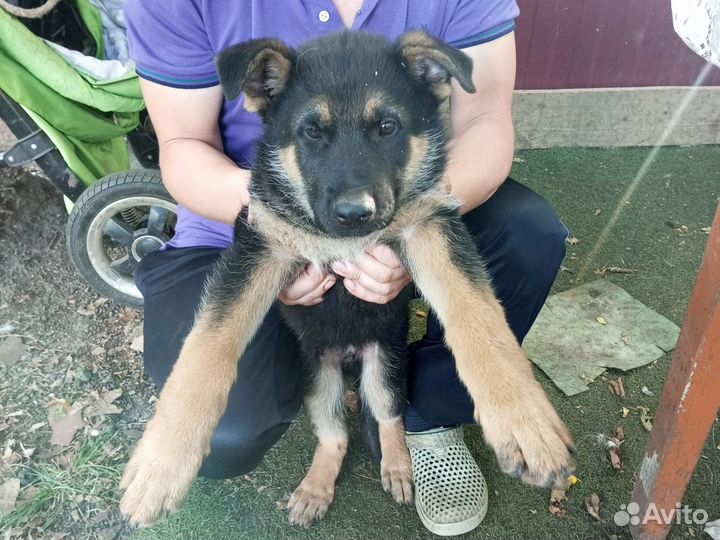 Продам Щенки немецкой овчарки