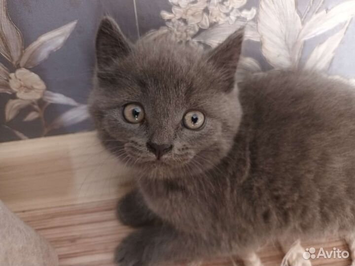 Кошка в дар бесплатно