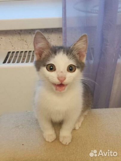 Котенок белый с серым бесплатно в дар
