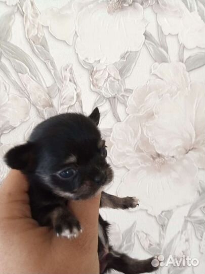 Чихуахуа мини