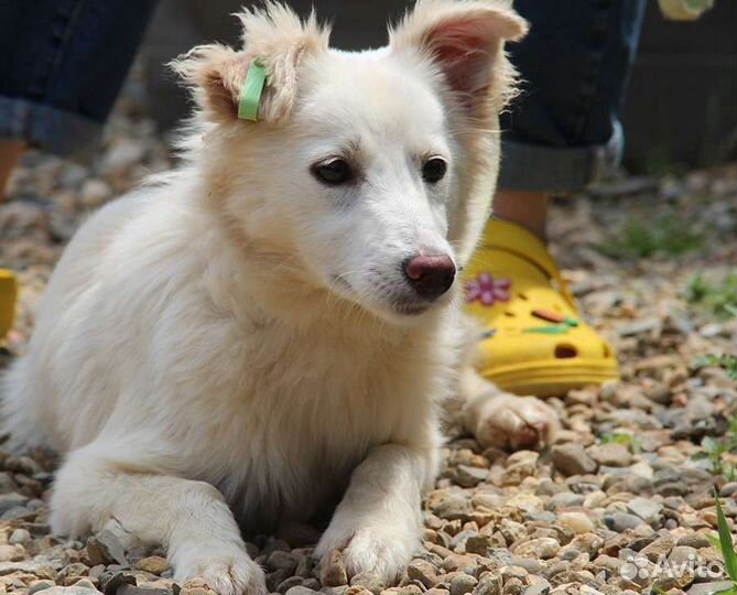 Отдам в добрые руки