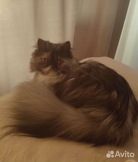 Персидская кошечка
