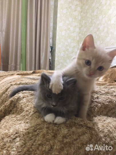 Отдам котят в добрые руки