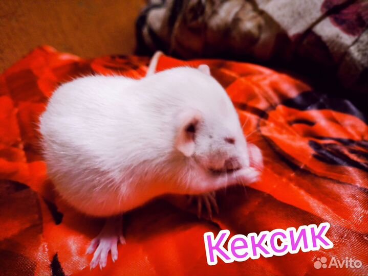 Крыса (крысята) дамбо Хаски (активно)