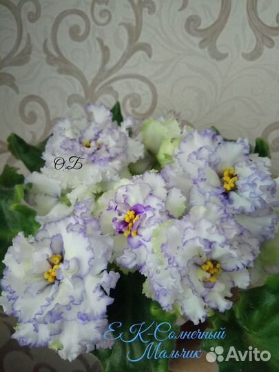 Листочки с детками