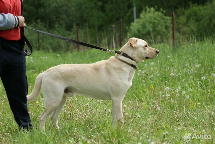 Метис лабрадора в дар