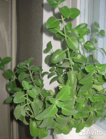 Домашняя мята