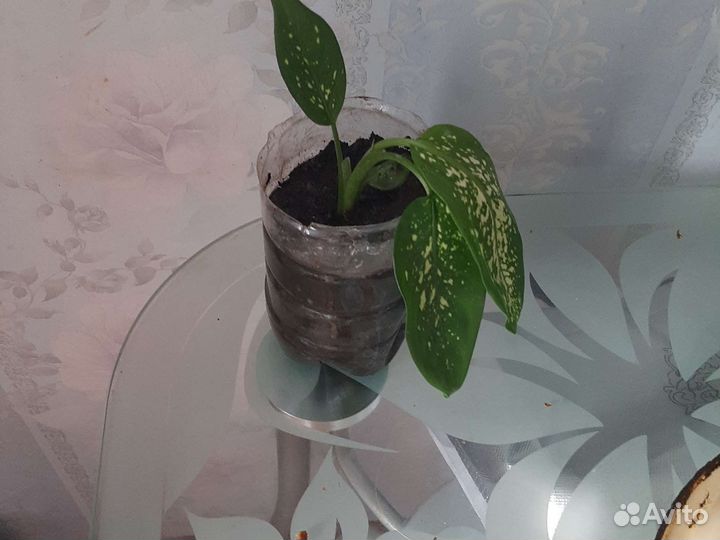 Диффенбахия