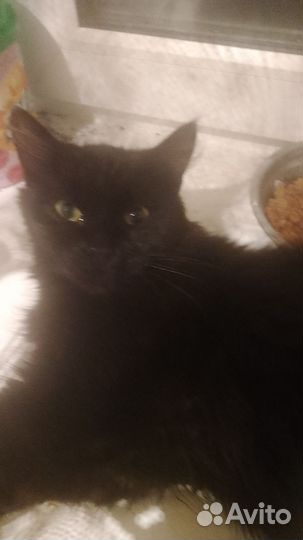 Черный котик 6 мес.с пушистым хвостиком