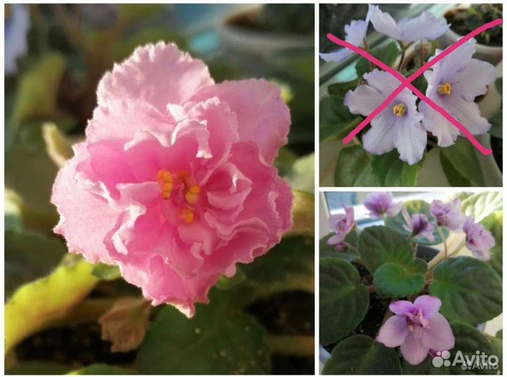 Фиалки цветущие