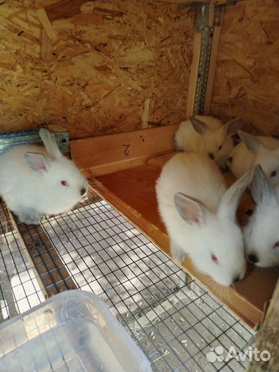 Калифорнийские кролики на племя