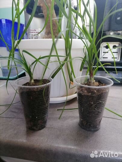 Бокарнея нолина