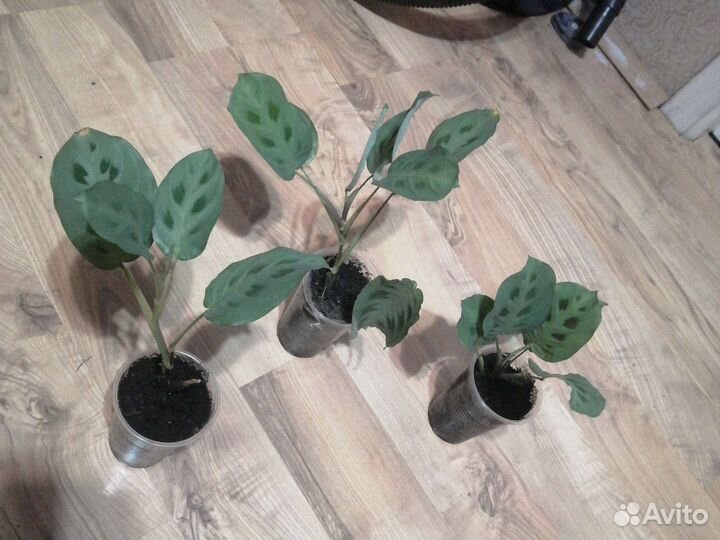 Сциндапсус Алоэ Маранта