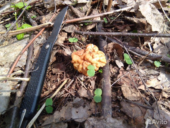 Сморчки,сморчковая шапочка,строчки,грибы свежие