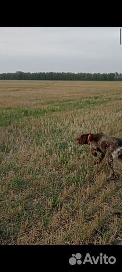 Щенки породы Дратхаар