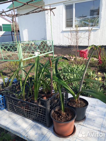 Гиппеаструм