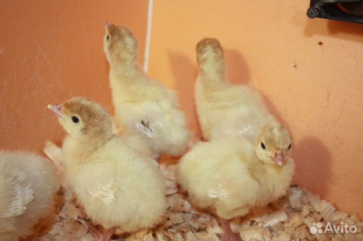 Индюшата Конвертер Суточные и Подрощеные