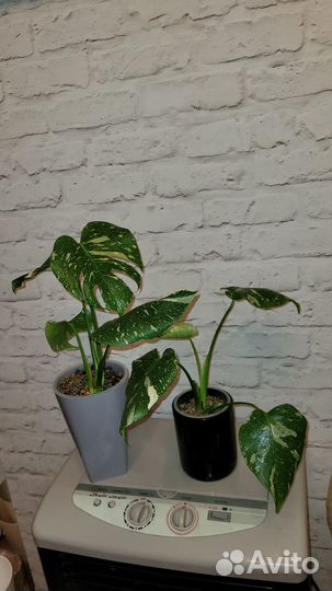 Монстера тайское созвездие