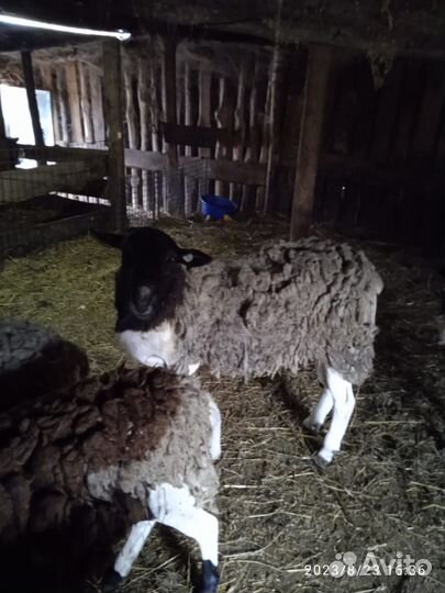 Продам стадо дорперов