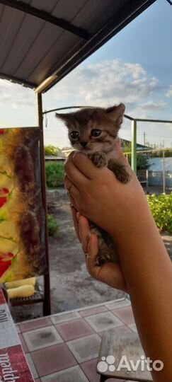 Кошки бесплатно