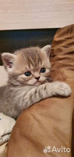 Котята британец+шотландец